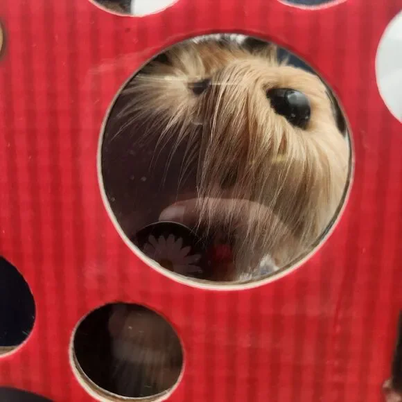 Playmates Amazing Pets Cold Nose Puppy Yorkshire Terrier Open Box Barks Wag Tail - Picture 14 of 16